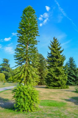 Araucaria araucana, genellikle maymun bulmaca ağacı olarak bilinir, maymun kuyruğu ağacı.