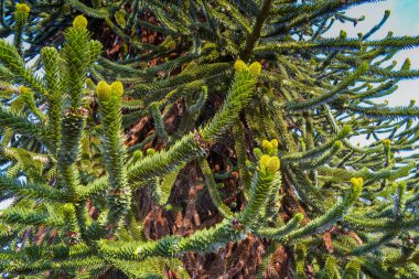 Araucaria araucana, genellikle maymun bulmaca ağacı olarak bilinir, maymun kuyruğu ağacı.