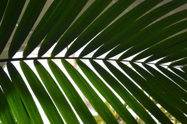 green leaf on white background clipart