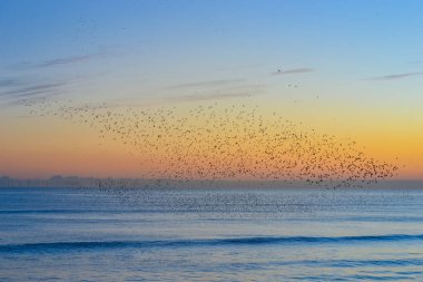 İngiltere, Brighton, 11.1.2025: Brighton rıhtımında gün batımında sığırcık mırıldanması