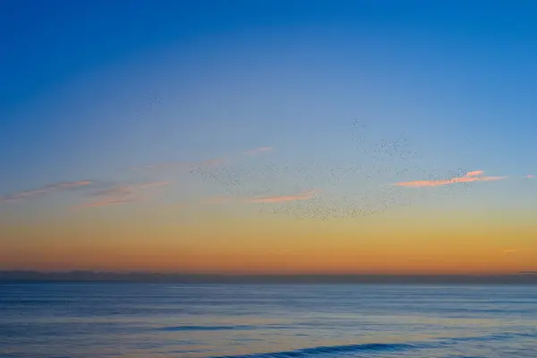 İngiltere, Brighton, 11.1.2025: Brighton rıhtımında gün batımında sığırcık mırıldanması