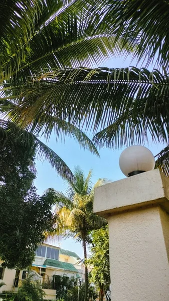 Зеленый Кокосовый Лист Пальмы Чистое Голубое Небо Пальмовая Ветвь Настроение — стоковое фото