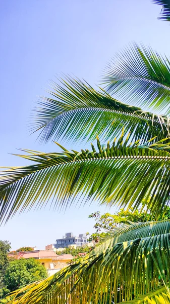 Green Coconut Palm Tree Leaf Clean Blue Sky Palm Pattern — Stock Photo, Image