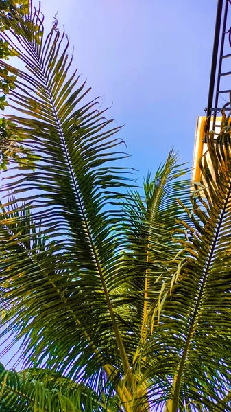 stock image Green Coconut Palm Tree Leaf and Clean Blue Sky. Palm Pattern. Vacation Mood and Wallpaper