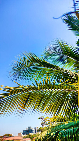 Green Coconut Palm Tree Leaf and Clean Blue Sky. Palm Pattern. Vacation Mood and Wallpaper