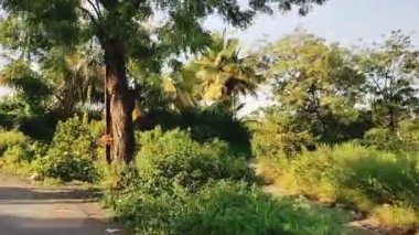 Sabahları palmiye ağaçları. Sabah manzarası. Seyahat Yolu. Hindistan