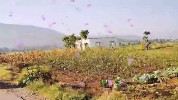 Morgenromantische Naturstimmung Wind Mit Rosa Blütenblättern Und Tropische Sommer Landschaft — Stockvideo