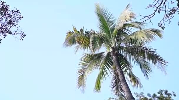 Palm Trees Blue Sky Palm Tree Sunshine Wind Exotic Cilmate — Stockvideo