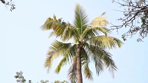 太陽と風の中でヤシの木 ヤシの木とエキゾチックなCilmate インドリラックス観光休暇 ヤシの木と牧歌的な — ストック動画