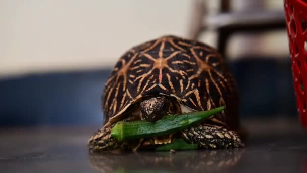Turtle Eating Green Okra Bammia Turtle Pet Animal Reptile — Stok video