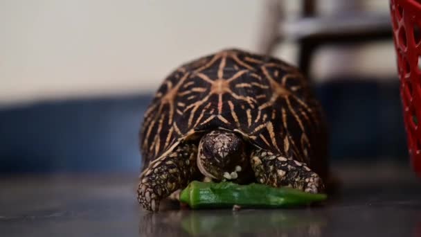 Turtle Eating Green Okra Bammia Vegetable Turtle Pet Animal Reptile — Stockvideo