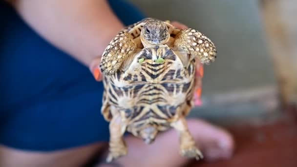 Bonita Tortuga Primer Plano Una Mano Sosteniendo Una Tortuga Reptil — Vídeos de Stock