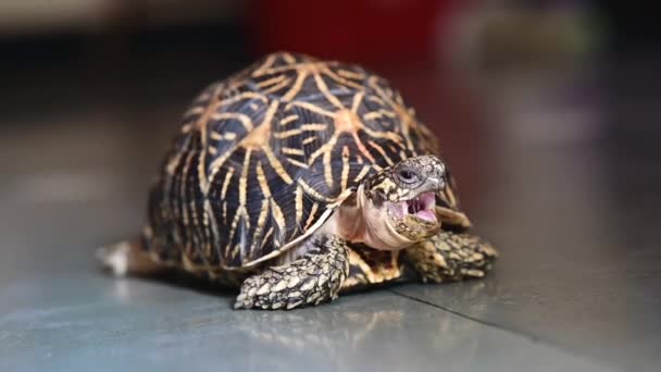 Turtle Está Bostezando Momento Curioso Linda Tortuga Doméstica — Vídeos de Stock