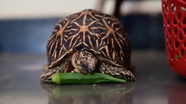 Żółw Jedzący Zielone Okra Bammia Warzywa Żółwie Zwierzaki Gadów — Wideo stockowe
