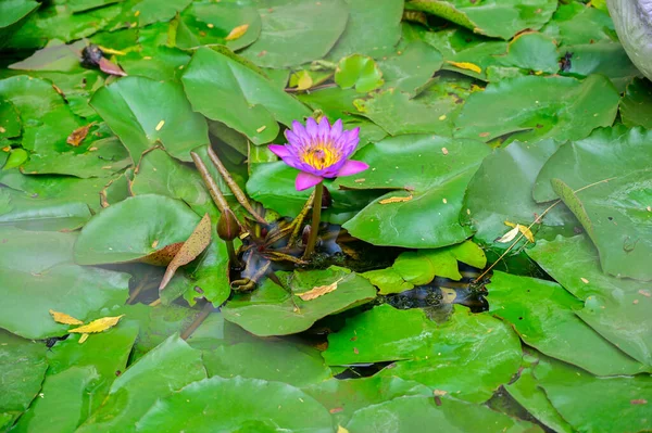 Rosa Seerose Teich Indische Lotusblume — Stockfoto