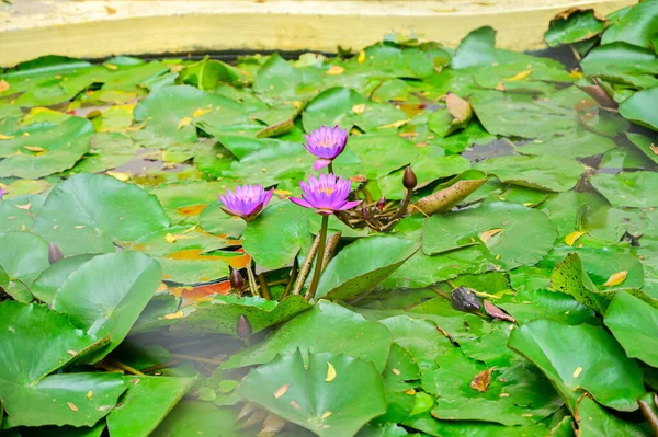 Violet Water Lily Pond Indian Lotus Flower — Stock Photo, Image