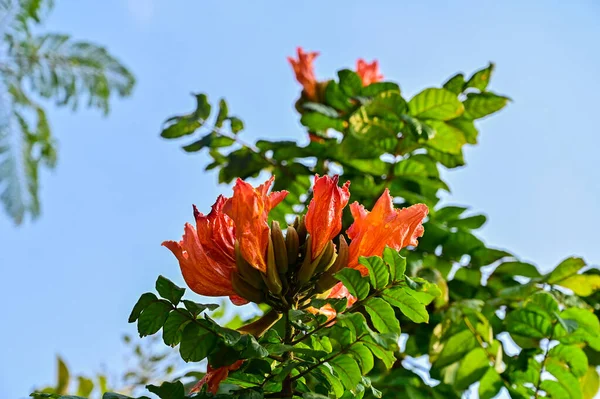 Czerwony Afrykański Kwiat Tulipana Błękitnym Niebie Afrykański Kwiat Tulipanów Czyste — Zdjęcie stockowe