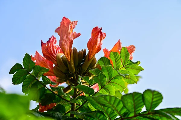 red flower on sky background. red african tulip flower on the blue sky. African Tulip Flower. Clean Blue Sky Background. Green Leaf and red Big Petals. Tropical Flower. Spathodea Campanulata. Summer