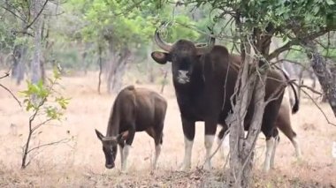 Gaur. Hint Bizonlar grubu. Gaur ot ve yaprak yiyor. Kamera 'yı izliyorum. Maharashtra Gaur. Maharashtra Vahşi Yaşam. Hindistan. Tadoba Andhari Kaplan Koruma Alanı Ulusal Parkı.