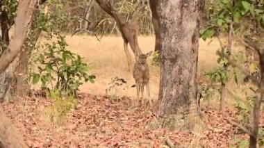 Ormanda geyik. Ormandaki şirin Kızılderili Geyiği. Tadoba Kaplan Koruma Alanı. Ulusal park. Safari. Vahşi hayatta geyik