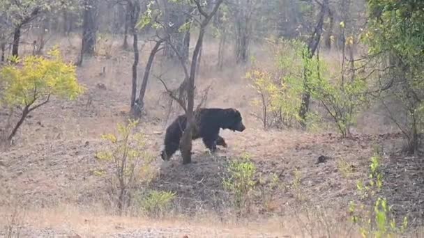 Den Sengångare Björnen Djurlivet Maharashtra Sengångare — Stockvideo