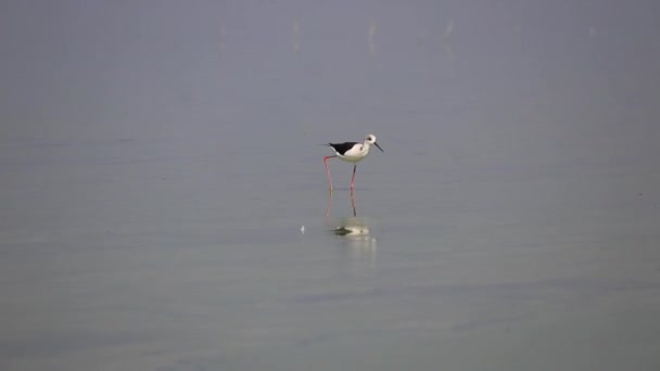 Stelzenläufer Shorebird Regenpfeifer Mitglied Der Unterordnung Charadrii Ordnung Charadriiformes Wasservogel — Stockvideo