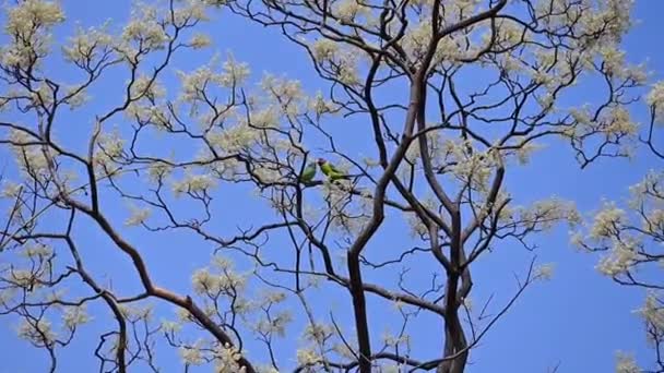 Liefdesvogels Het Wild Papegaai Paar Boom Blauwe Lucht Maharashtra Wildlife — Stockvideo