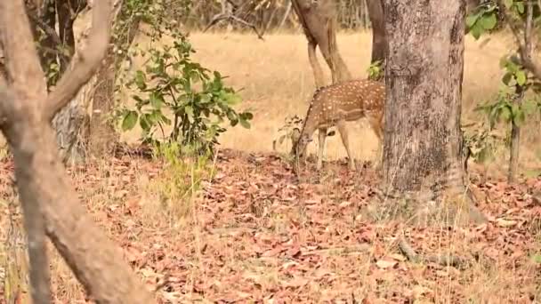 Cute Indian Deer Forest Tadoba Tiger Reserv National Park Safari — Stock Video