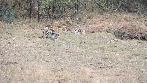 Tigre Con Presa Tigre Vida Silvestre Maharashtra Tiger Reserv Maharashtra — Vídeos de Stock