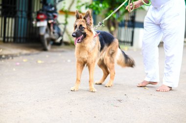 Alman çoban köpeği sahibi ile yürüyor. Evcil hayvan arkadaşları. Küçük Kardeşler. Alman çoban köpeği sokakta yürüyordu. Evcil hayvan. İnsanlar şehir sokaklarında köpek gezdiriyorlar.