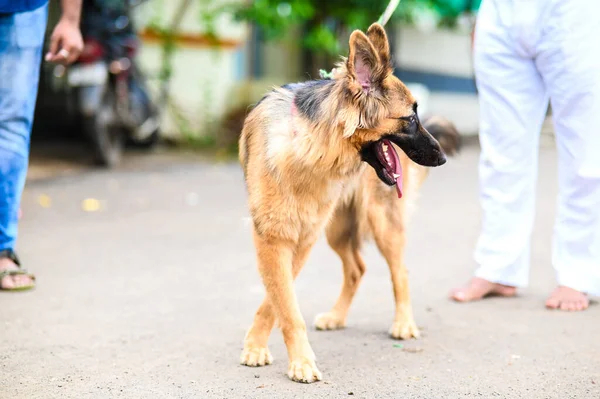 german shepherd dog. Pet on the street. Small Friend. Urban Scene with dog and people