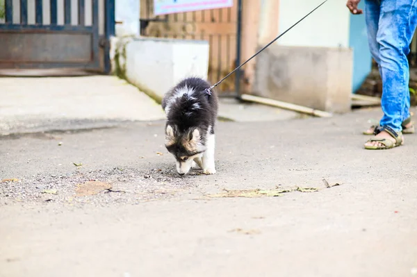 Husky dog on the street. Husky Puppy walks in the street. Lovely Dog. Pet. dog walks along city streets. pet in urban environments