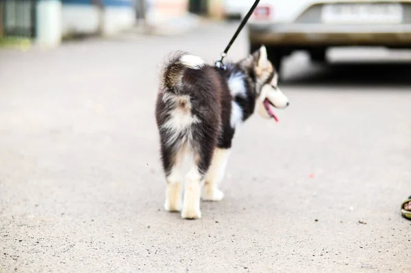 Husky Puppy Spaceruje Ulicy Śliczny Pies Zwierzak Pies Spaceruje Ulicami — Zdjęcie stockowe