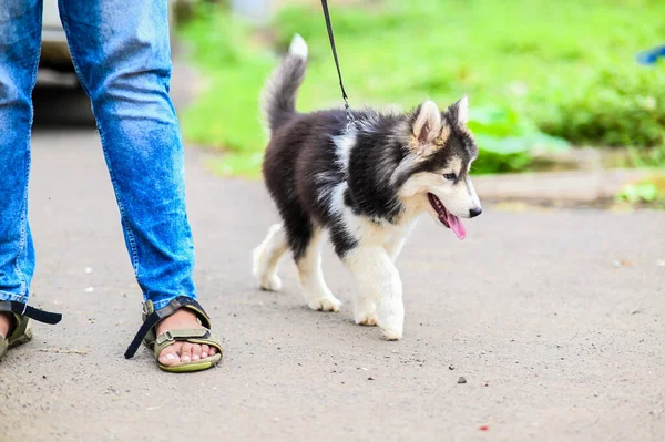 Husky Puppy sokakta yürüyor. Yeşil çimenler. Arkadaşımla yürüyorum. Sevgili Köpek. Evcil hayvan. Köpek şehir sokaklarında yürüyor. şehir ortamlarında evcil hayvan.