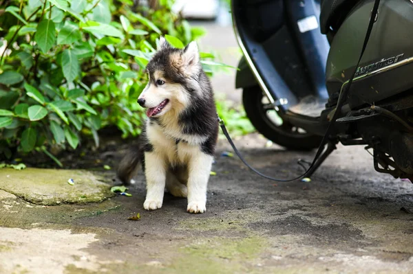 Adorável Cão Husky Senta Rua Husky Puppy Caminha Rua Cão — Fotografia de Stock