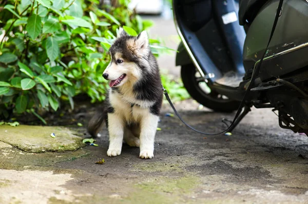 Husky Cão Senta Rua Husky Puppy Caminha Rua Cão Adorável — Fotografia de Stock