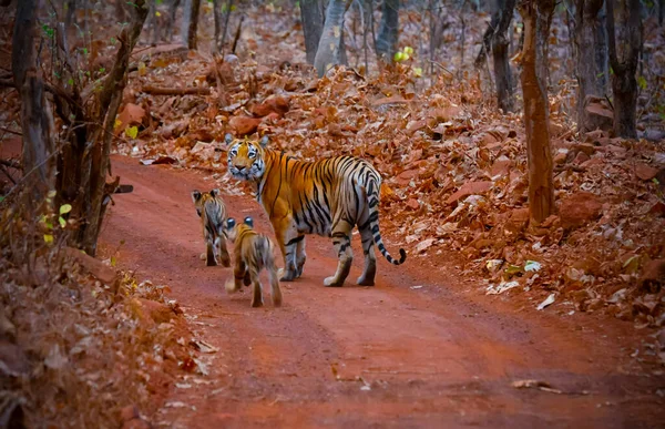 Семья Индийских Тигров Лесу Мать Тигрица Маленькими Детенышами Сафари Тиграми — стоковое фото