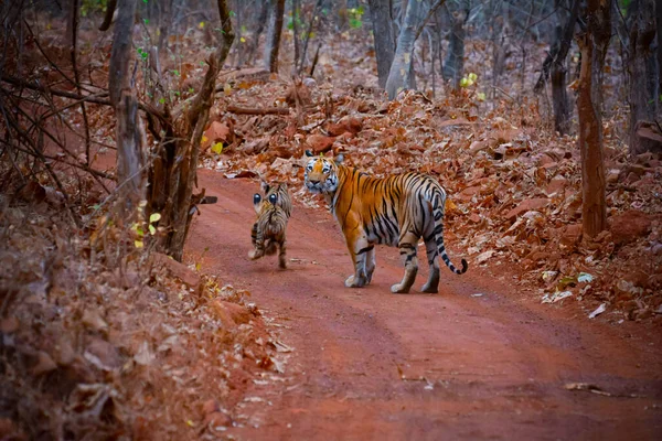 Indiska Tigerfamiljen Skogen Moder Tigress Med Små Ungar Safari Med — Stockfoto