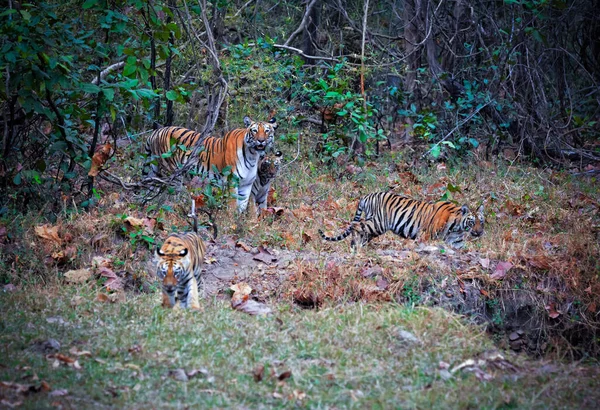 Família Tigre Indiano Grama Mãe Tigresa Com Filhotes Safari Com — Fotografia de Stock