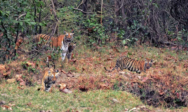 Семья Индийских Тигров Траве Мать Тигрица Детёнышами Махараштра Тигры Дикой — стоковое фото