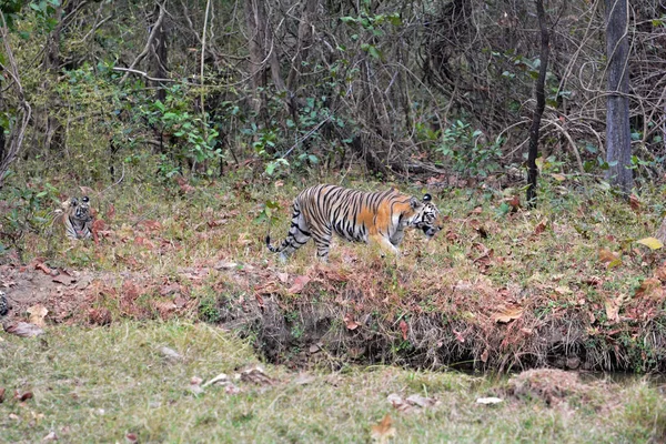 野生生物中的印第安人虎 马哈拉施特拉邦老虎 马哈拉施特拉邦威利斯 塔多巴老虎保护区走虎 — 图库照片