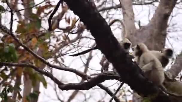 Индийский Серый Лангур Прыгает Дерево Смешные Обезьяны Дикая Природа Махараштры — стоковое видео