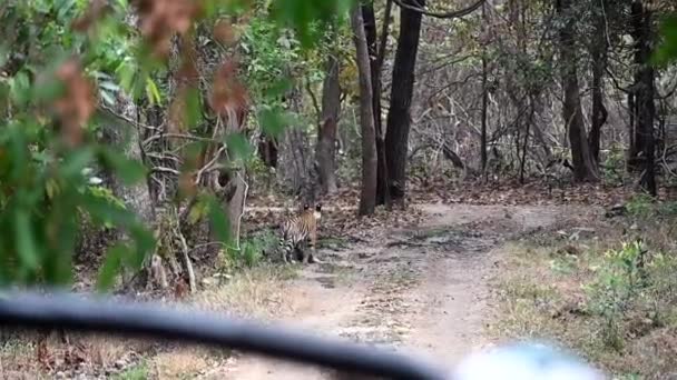 Tigre Bosque Tigre Indio Maharashtra Maharashtra Wildlife Gato Grande Salvaje — Vídeos de Stock