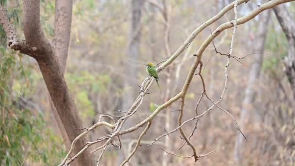 Азиатский Зелёный Пчелоед Ветке Дерева Птица Махараштры Дикой Природе — стоковое видео