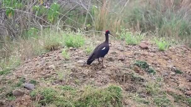 Ινδικό Μαύρο Πουλί Ίμπις Μαχαράστρα Γριο Πουλί Ibis Στην Άγρια — Αρχείο Βίντεο