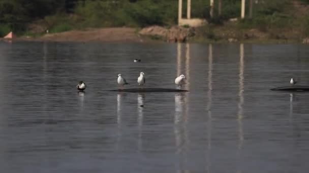 Grupp Lustiga Fiskmåsar Vattenfåglar Fåglar Vilda Djur — Stockvideo