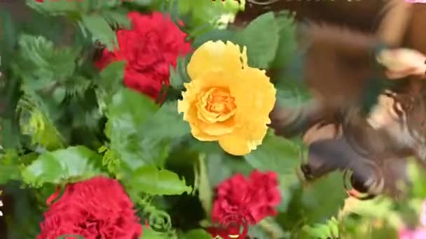 Elegantní Žlutá Růže Květina Zahradě Zelený List Sluníčko Barevné Květiny — Stock video