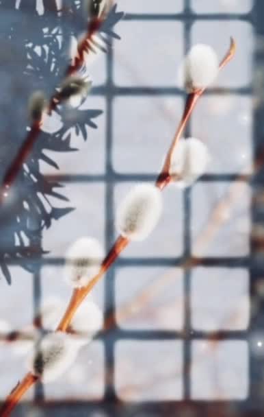 ウィロウの芽 バーバ フラワー パームサンデー 影とシルエット — ストック動画