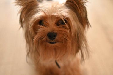 Yorkshire Terrier köpeği. Küçük köpeğin portresi. Arkadaşlık köpeği.