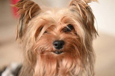 Yorkshire Terrier köpeği. Küçük köpeğin portresi. Arkadaşlık köpeği.